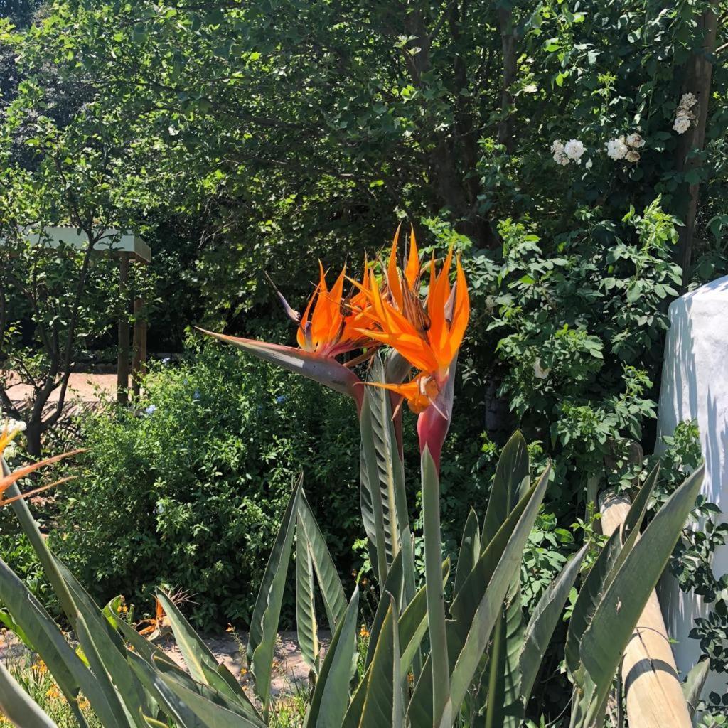 Little Willow Brooke Franschhoek Ngoại thất bức ảnh